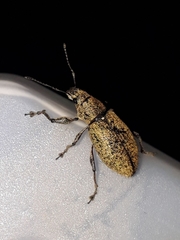 Naupactus versatilis