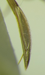 Sigara daghestanica