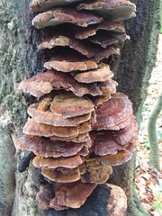 Inonotus cuticularis