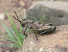 Dictyophorus griseus