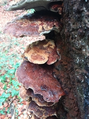 Inonotus cuticularis