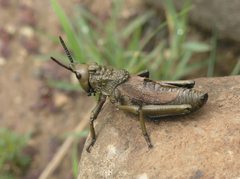 Dictyophorus griseus