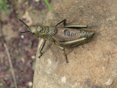 Dictyophorus griseus