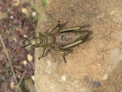 Dictyophorus griseus