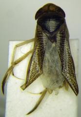Sigara lateralis