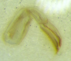 Sigara lateralis