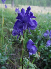 Aconitum paskoi