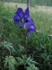 Aconitum paskoi