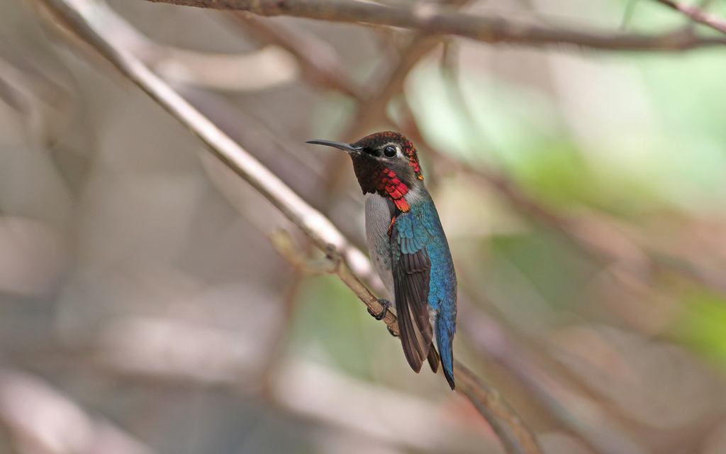 Bee Hummingbird