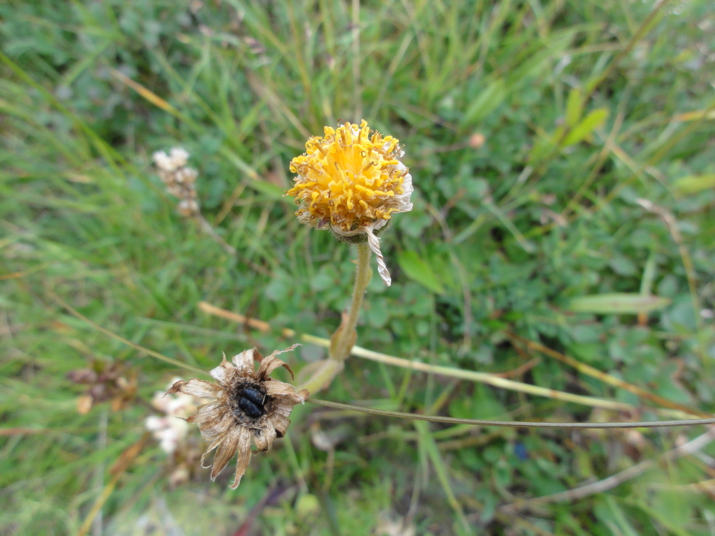 Tephritis arnicae