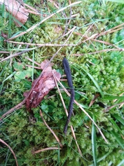 Geoglossum umbratile