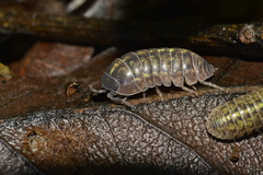 Armadillidium nasatum