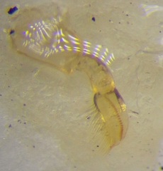 Sigara lateralis
