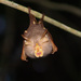 Trefoil Horseshoe Bat - Photo (c) Ben Tsai蔡維哲, some rights reserved (CC BY-NC), uploaded by Ben Tsai蔡維哲