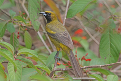 Icterus melanopsis