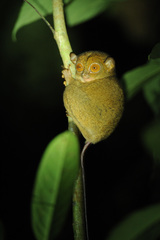 Cephalopachus bancanus borneanus