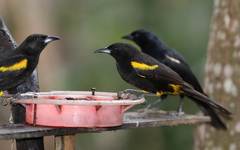 Icterus melanopsis