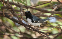 Icterus melanopsis