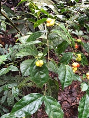 Image of Malpighia albiflora