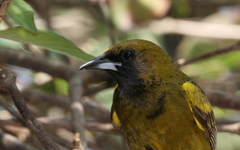 Icterus melanopsis