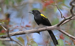 Icterus melanopsis