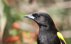 Icterus melanopsis