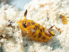 Halgerda indotessellata