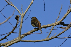 Knipolegus cyanirostris