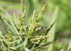 Afrocarpus gracilior