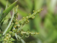 Afrocarpus gracilior