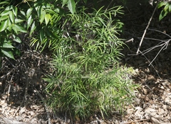 Afrocarpus gracilior