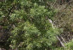 Afrocarpus gracilior