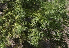 Afrocarpus gracilior
