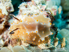 Halgerda nuarrensis