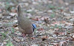 Starnoenas cyanocephala