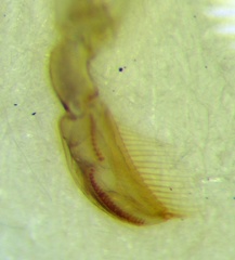 Sigara striata