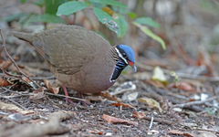 Starnoenas cyanocephala