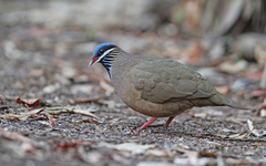 Starnoenas cyanocephala