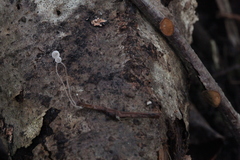 Mycena terena