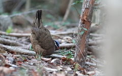 Starnoenas cyanocephala