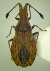 Spathocera lobata