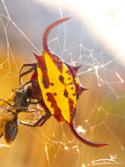 Gasteracantha falcicornis