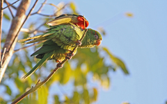Psittacara euops