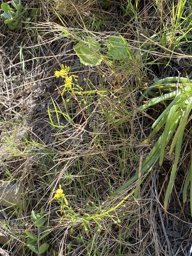 Bulbine meiringii