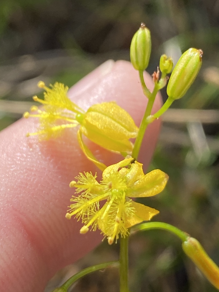 Bulbine meiringii, N12, Prince Albert, WC, ZA