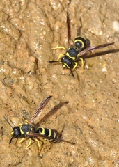 Odynerus consobrinus