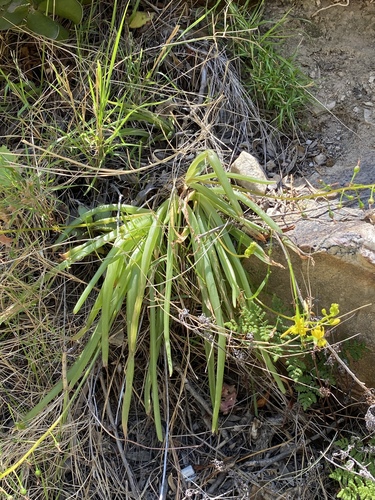 Bulbine meiringii