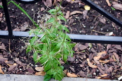 Epilobium adenocaulon
