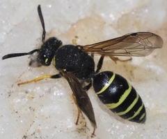 Odynerus dusmeticus
