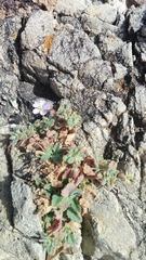 Erodium corsicum